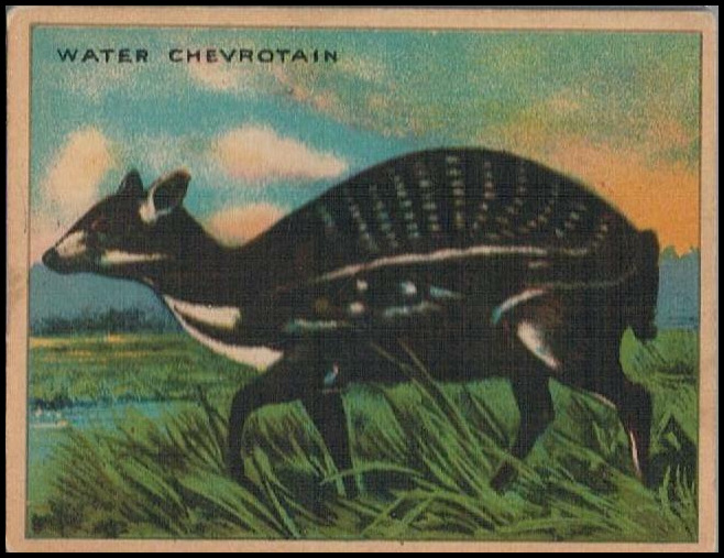 48 Water Chevrotain